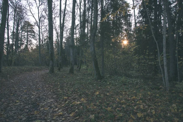 Podzimní Lesní Krajina Stromy Mlhavé Počasí — Stock fotografie