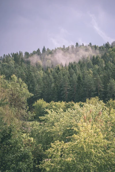 Jesień Las Krajobraz Kolorowych Drzew Mglistej Pogody — Zdjęcie stockowe