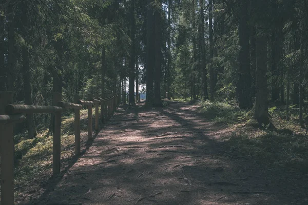 Vue Panoramique Sentier Pédestre Touristique Dans Forêt Verte — Photo