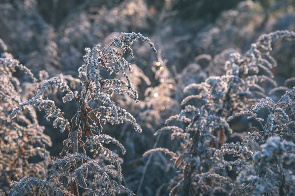 Vista Cerca Las Plantas Campo Otoño — Foto de Stock