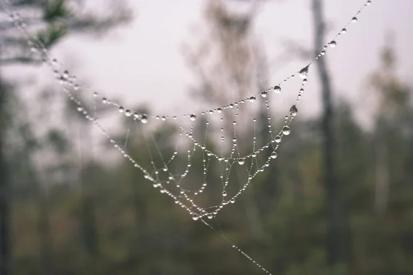 Mooie Kolf Spinnenwebben Met Druppels Mistige Bos — Stockfoto
