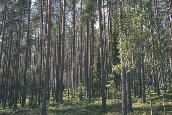 scenic view of beautiful autumn forest