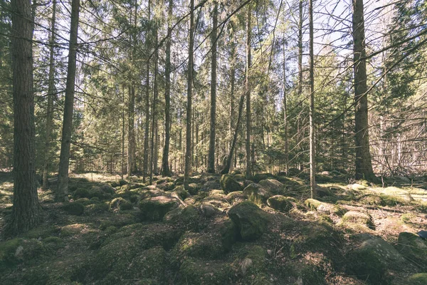 Őszi Erdőben Fekvő Festői Kilátás — Stock Fotó