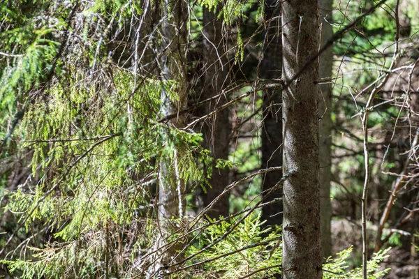 Fermer Les Branches Arbres Dans Forêt Automne — Photo