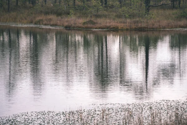 Réflexion Forestière Dans Les Lacs Marécageux Fin Automne — Photo
