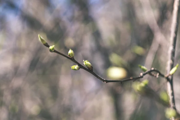 Fechar Galhos Árvores Floresta Outono — Fotografia de Stock