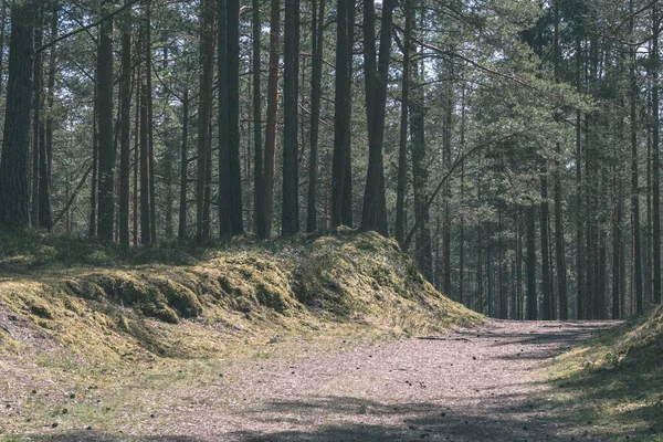 Vue Panoramique Sentier Pédestre Touristique Dans Forêt Verte — Photo