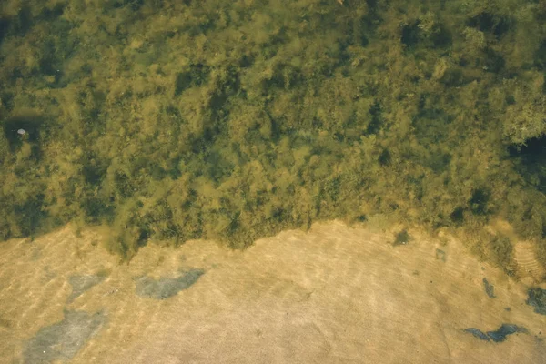 Zbliżenie Zielony Jeziora Błotnistej Wody — Zdjęcie stockowe
