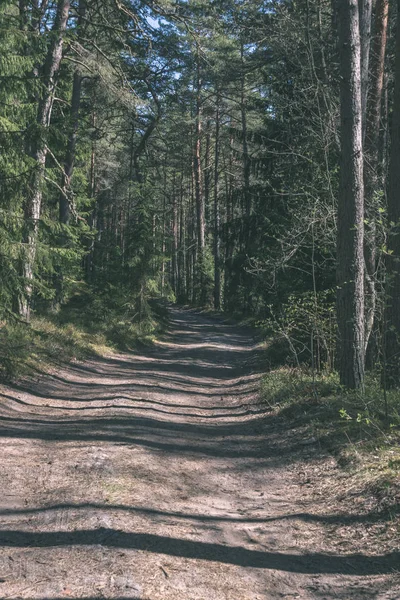 Malebný Pohled Krásné Podzimní Les — Stock fotografie