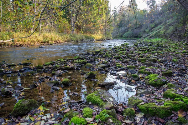 Kayalık Orman Amata Nehri Ile Düşük Akım Yaz Letonya — Stok fotoğraf