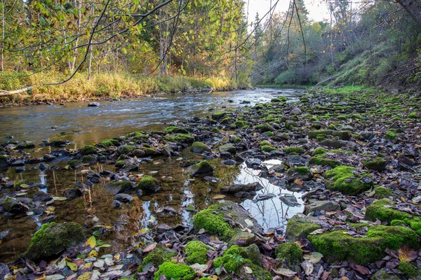 Foresta Rocciosa Fiume Amata Con Ruscello Basso Estate Lettonia — Foto Stock