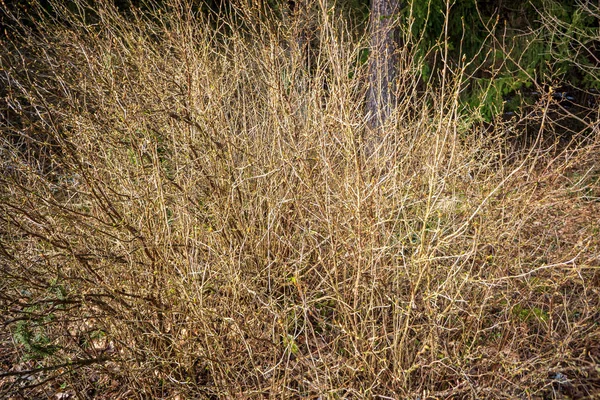 Festői Kilátás Nyílik Gyönyörű Őszi Erdőben — Stock Fotó