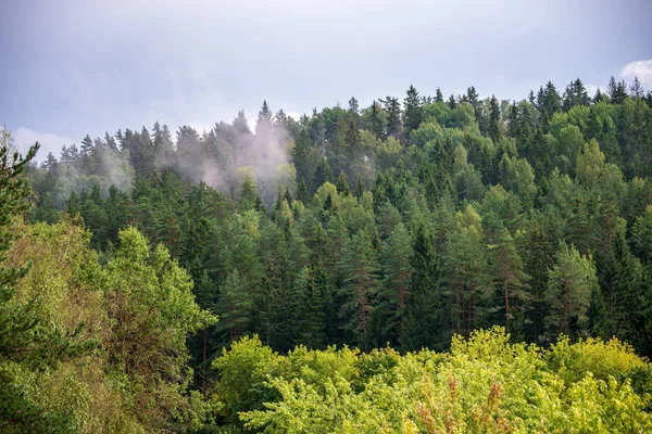 秋天森林景观的风景风景 — 图库照片