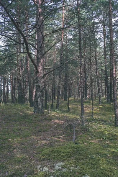 Vue Panoramique Sentier Pédestre Touristique Dans Forêt Verte — Photo