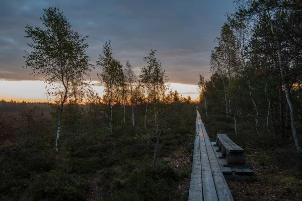 Wooden Tourist Walking Footpath Swamp Area — Stock Photo, Image