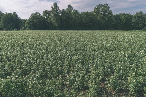 Vacker Utsikt Över Odlade Vetefält Sommar — Stockfoto