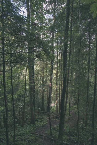 美丽的秋林与阳光的风景 — 图库照片