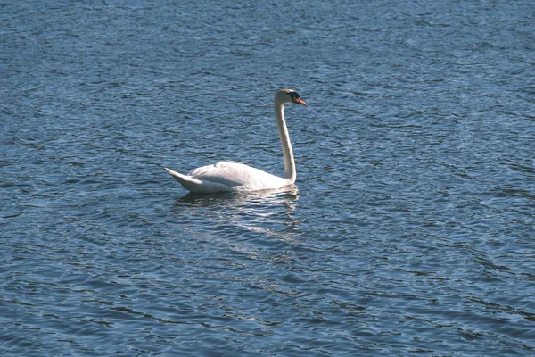 Vue Panoramique Sur Cygne Sauvage Dans Habitat Naturel — Photo