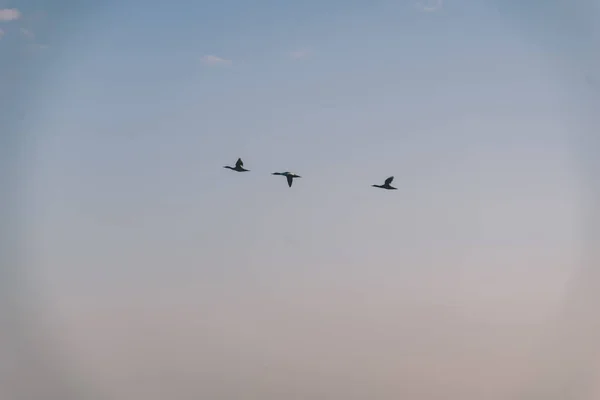 Flock Vilda Fåglar Flyger Himlen — Stockfoto