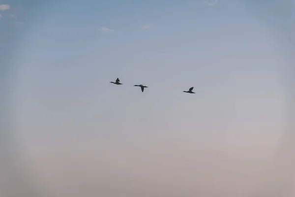 Flock Vadon Élő Madarak Repül Égen — Stock Fotó