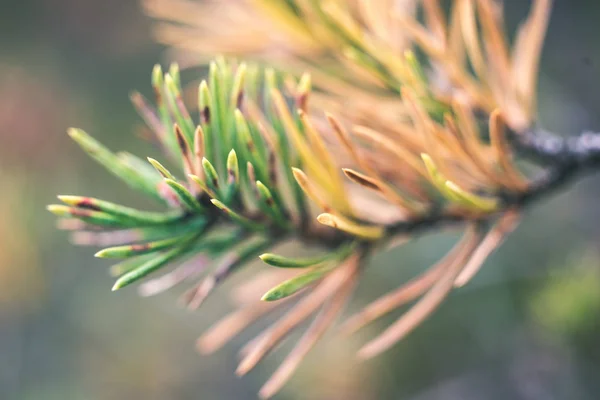 Close Weergave Bos Natuur Details — Stockfoto