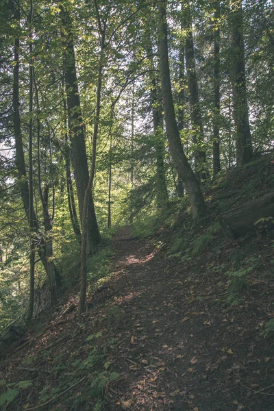 Sonbahar ormandaki ağaç dalları ile parlayan güneş ışığı 