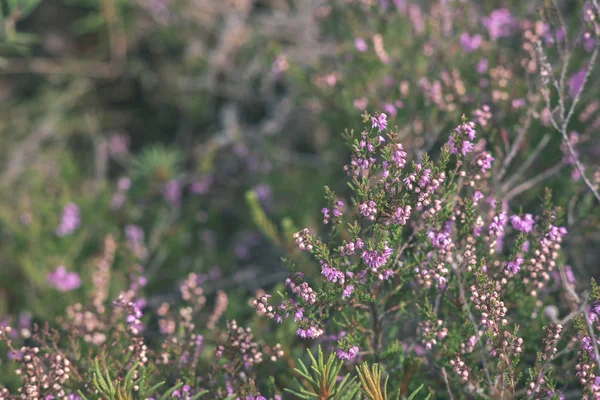 Cloes Vue Belles Fleurs Sauvages Dans Forêt Automne — Photo