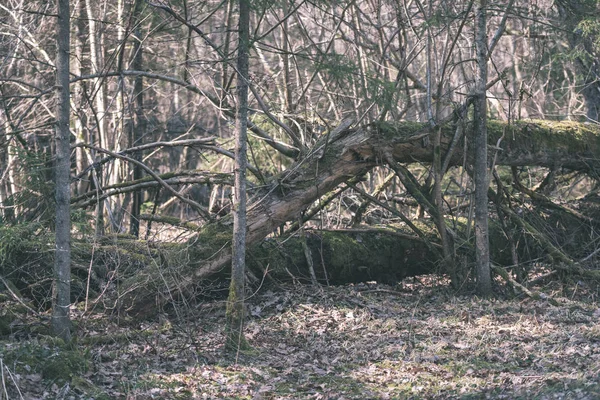 秋の森の木の枝を閉じる — ストック写真