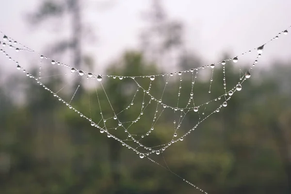 Belles Toiles Épi Araignée Avec Des Gouttes Dans Forêt Brumeuse — Photo