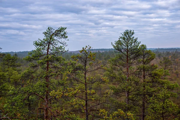 Vista Panorámica Los Árboles Bosque Otoño — Foto de Stock