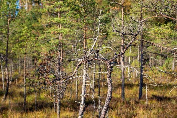 Живописный Вид Деревья Осеннем Лесу — стоковое фото