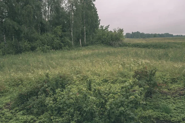 Vue Panoramique Belle Forêt Été — Photo