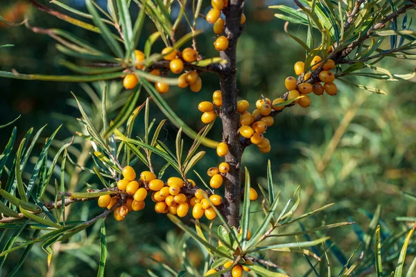 Bacche Olivello Spinoso Sui Rami Con Foglie Verdi Autunno — Foto Stock