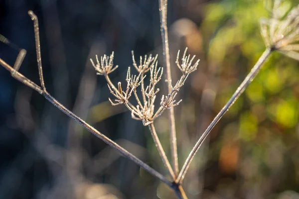 Закрытый Вид Красивое Растение Обратный Ход — стоковое фото