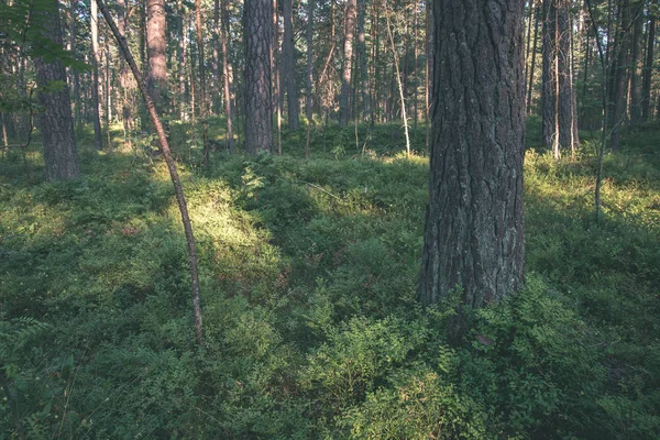 Живописный Вид Лес Деревьями Зеленой Листвы Летний День — стоковое фото