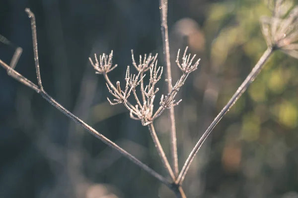 Закрываем Глаза Полевые Растения Осенью — стоковое фото