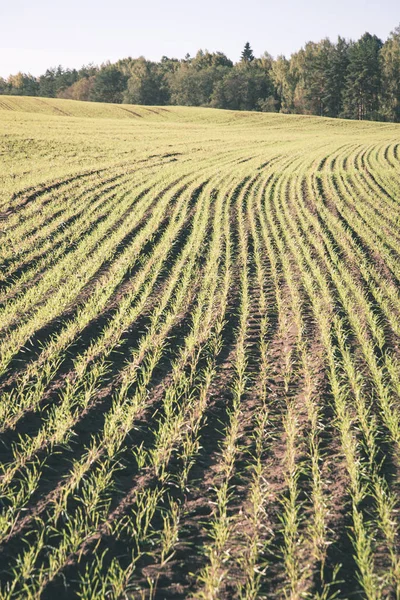 夏に栽培されている小麦畑の美しい景色 — ストック写真