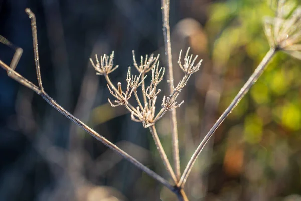 Close View Beautiful Plant Backdrop — Stock Photo, Image