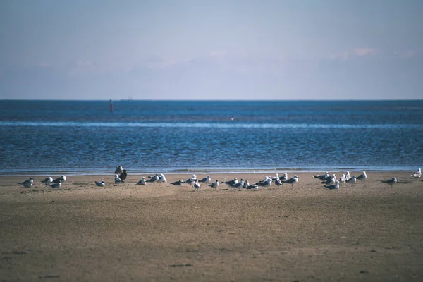 Vista Panorâmica Das Aves Selvagens Habitat Natural — Fotografia de Stock