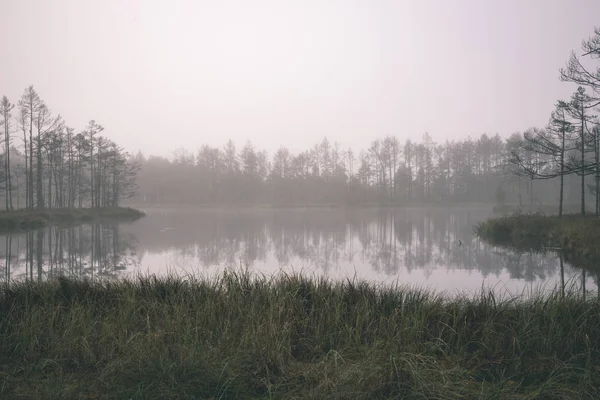 Belle Vue Panoramique Sur Matinée Brumeuse Dans Zone Des Marais — Photo