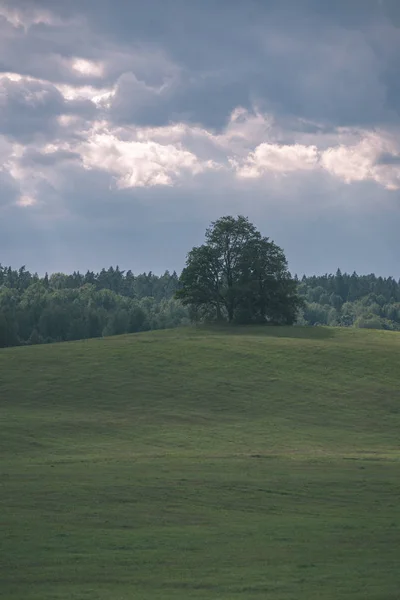 Platteland Landschap Met Veld Zeldzame Bomen Herfst Achtergrond — Stockfoto