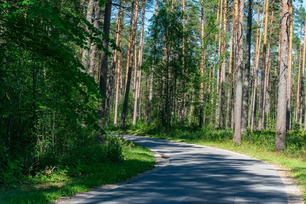 Empty Road Large Trees Both Sides Latvia — Stock Photo, Image