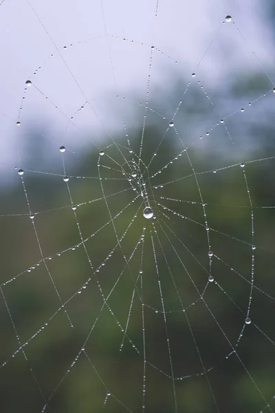 Hermosas Telarañas Araña Con Gotas Bosque Brumoso — Foto de Stock