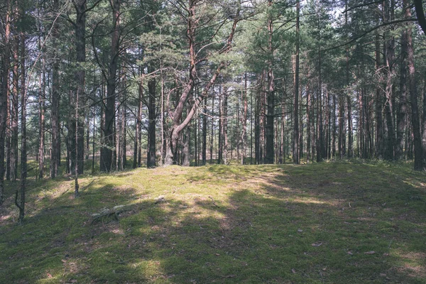 Malebný Pohled Podzimní Lesní Krajiny — Stock fotografie