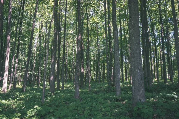 Malerischer Blick Auf Schönen Wald Sommer — Stockfoto