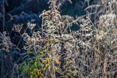 güzel sonbahar orman manzaralı görünüm