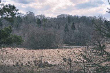 çam ağacı orman kış öncesi doğal görünümünü