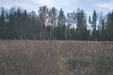 Yaz aylarında ekili buğday alanının doğal görünümü