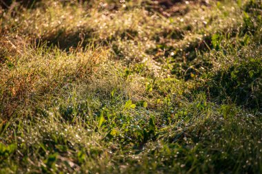 ormandaki yere yatak görünümünü kapat