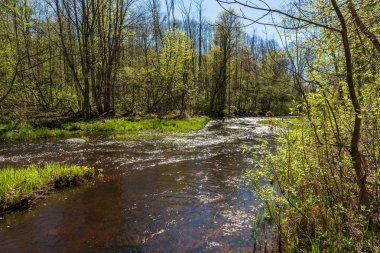 doğal orman Ayrıntılar arka plan görünümünü